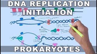 DNA Replication in Prokaryotes  Initiation [upl. by Colis]