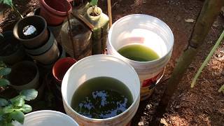 How to grow Green Water Algae [upl. by Cohdwell]