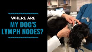 Where are my dogs lymph nodes [upl. by Nicram]