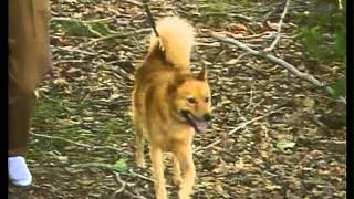 Finnish Spitz  AKC Dog Breed Series [upl. by Filberto393]