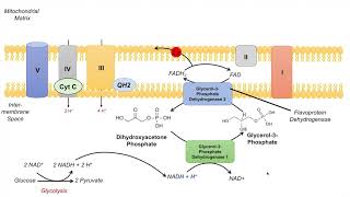 GlycerolPhosphate Shuttle  NADH Electron Transport Chain and ATP Yield [upl. by Jaine]