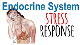 Stress response physiology [upl. by Barrie388]