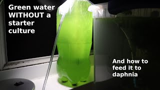 Green Water WITHOUT a Starter Culture  From Scratch  How To [upl. by Fredi]