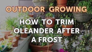 How to Trim Oleander After a Frost [upl. by Hawger227]