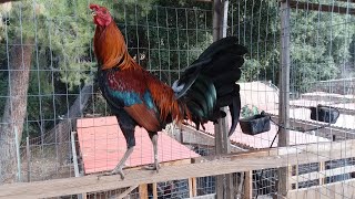 American Gamefowl  Gamefarm Yard Tour [upl. by Ecienaj]