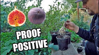 The Easiest Way To Grow A Fig Tree From A Cutting [upl. by Baggett]