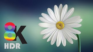 8K VIDEOS  UltraHD HDR 60fps  Blooming Flowers Timelapse [upl. by Annahsed]