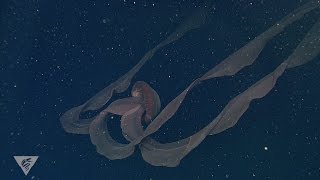 Ghostly critters from the deep sea Stygiomedusa gigantea [upl. by Votaw]