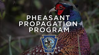 Pheasant Propagation Program  Through the Year [upl. by Drain]