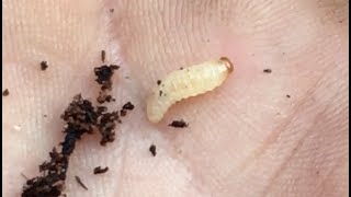 How to Identify and Treat the Dreaded Vine Weevil [upl. by Bigler269]