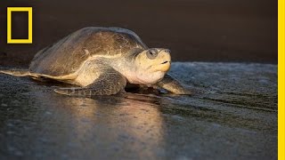 Over 100000 Sea Turtles Nest at the Same Time How  National Geographic [upl. by Oech]