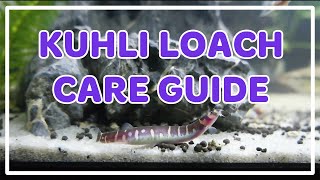 Kuhli Loach Care Guide [upl. by Raclima]