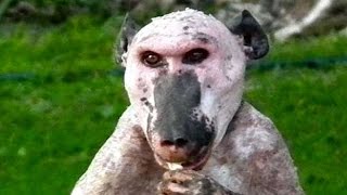 TOP 15 Animales Terroríficos Que No Creerás Que Existen [upl. by Ellertal]