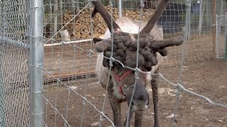 Reindeer With Severe Antler Warts Needs Help [upl. by Yereffej]