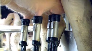 Robot Milk How Intelligent Machines Are Revolutionising Cow Farming  Earth Science [upl. by Katrinka]