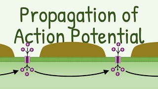 Propagation of Action Potential [upl. by Mackey]