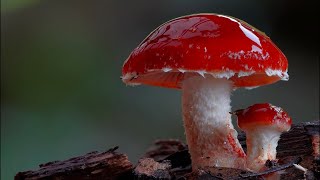 Fungal Morphology The Parts of a Mushroom [upl. by Lyle]