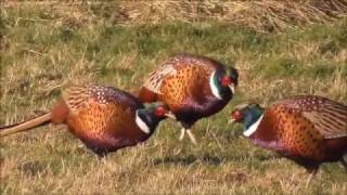 Ringnecked Pheasants [upl. by Leirbma]