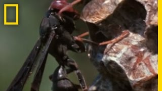 Paper Wasp vs Army Ant Horde  National Geographic [upl. by Eilahtan]