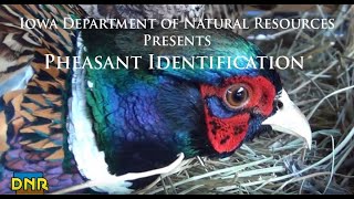 Pheasant Identification Iowa DNR [upl. by Ayhay]