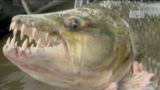 River Monsters 80 lb Piranha [upl. by Byrne]