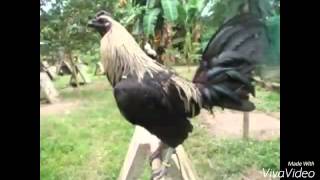 Top Strong Gamefowl Breeds [upl. by Sollows370]