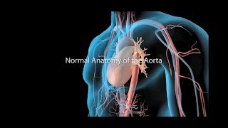 Aorta And Its Branches Anatomy [upl. by Laehplar160]