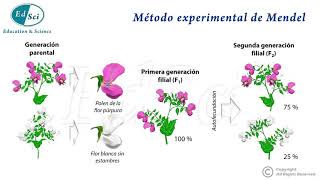 Genética Mendeliana Experimentos de Mendel 👈🏻😉💯🔝 [upl. by Allayne]