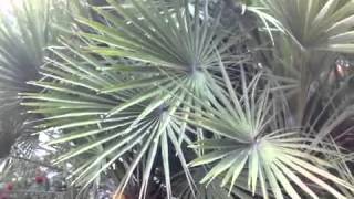 Chamaerops humilis  Mediterranean European Fan Palm [upl. by Marriott]