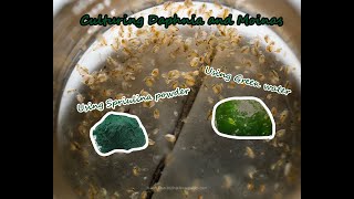 How To Culture Daphnia and Moinas using Green Water Spirulina powder [upl. by Rednael86]