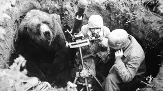 The HeartMelting Story Of Wojtek The Soldier Bear [upl. by Longtin]