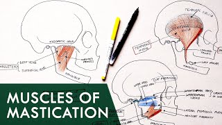 😬 TMJ EXERCISES TO CORRECT amp STRENGTHEN  Dr Alan Mandell DC [upl. by Ahsiekin]