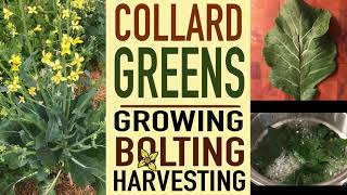 COLLARD GREENS  Growing bolting and harvesting  Thyme2Grow [upl. by Sylas]