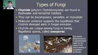 Introduction to Fungi [upl. by Anaizit740]