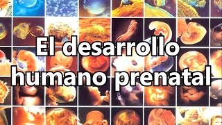 El desarrollo humano prenatal [upl. by Arlon]