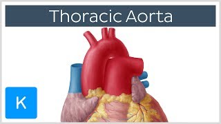 Thoracic Descending Aorta Anatomy amp Branches  Kenhub [upl. by Latrell493]