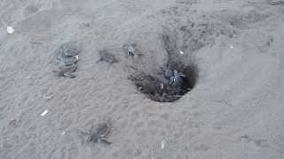 Schlüpfen der Meeresschildkröten am Strand I  Costa Rica [upl. by Lurette683]