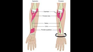 Wrist supination and pronation exercises [upl. by Gnilrac]