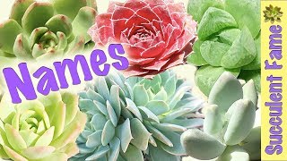 Useful Succulent Identification  Names of Succulents [upl. by Etnoid261]