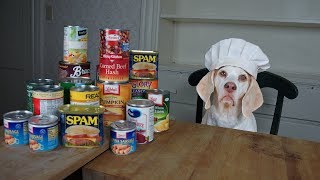 Chef Dog Makes Canned Food Casserole Funny Dog Maymo [upl. by Templa840]