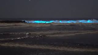 Playa con luces bioluminiscencia en California [upl. by Ekaj925]