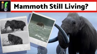 Mammoths alive today sightings and evidence [upl. by Navanod928]