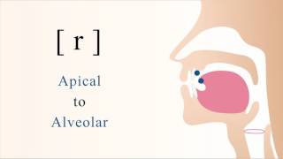 r  voiced apical alveolar trill [upl. by Eli812]