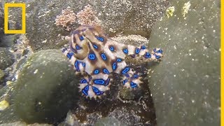 El pulpo de anillos azules una criatura marina letal  National Geographic en Español [upl. by Bozovich]