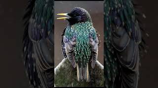 EP11 Starling  Bird Song [upl. by Gernhard239]