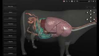 Software 3D Anatomía Bovina [upl. by Ydeh937]