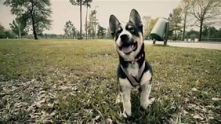 What does a quotHuskyHeelerquot Puppy Look Like  FULL HD  1080P [upl. by Wisnicki196]