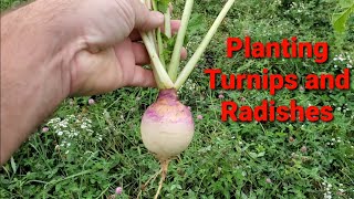 Broadcasting turnip and radish seeds into pasture [upl. by Otrevire]