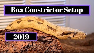 Boa Constrictor Setup  How To Guide [upl. by Eilraep]