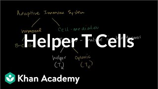 Helper T cells  Immune system physiology  NCLEXRN  Khan Academy [upl. by Alek]